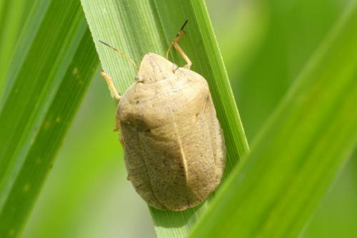 Réf. 257 441 : Eurygaster austriaca